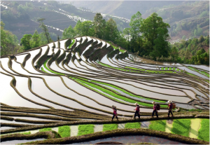 Image 2 – Rice production in China